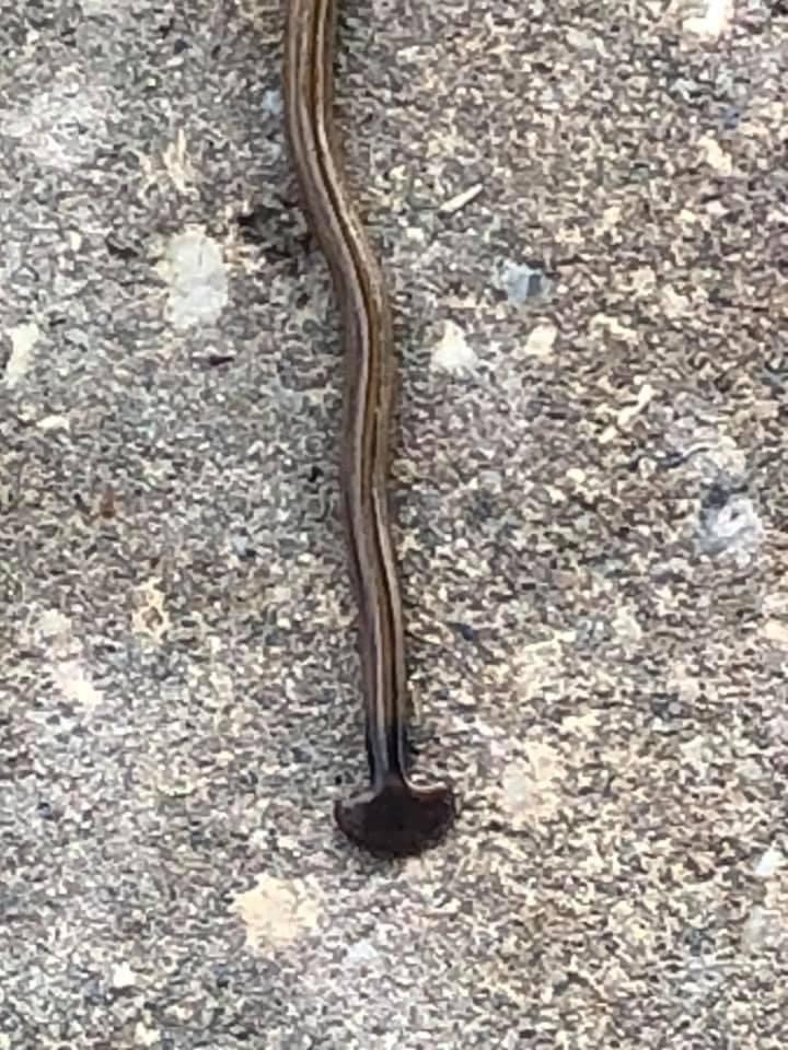 Hammerhead worms on the rise in Louisiana